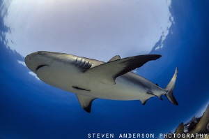 Hole in the sea - Reef Shark at Tiger Beach. Every Shark ... by Steven Anderson 